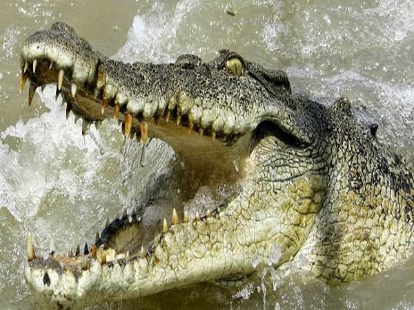 Nằm mơ thấy cá sấu đánh con gì?