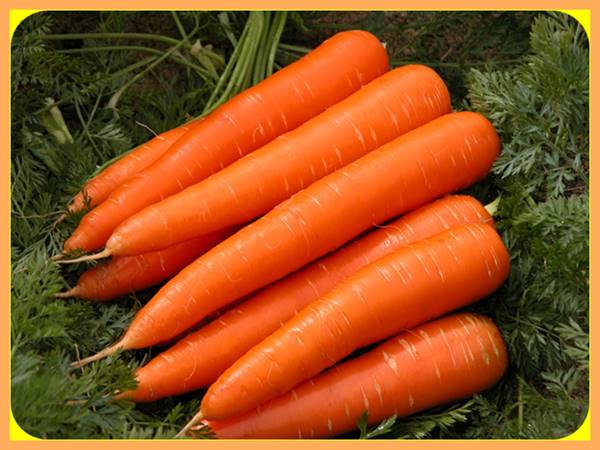 Nằm mơ thấy củ cà rốt có điềm báo ý nghĩa gì? Đánh số mấy